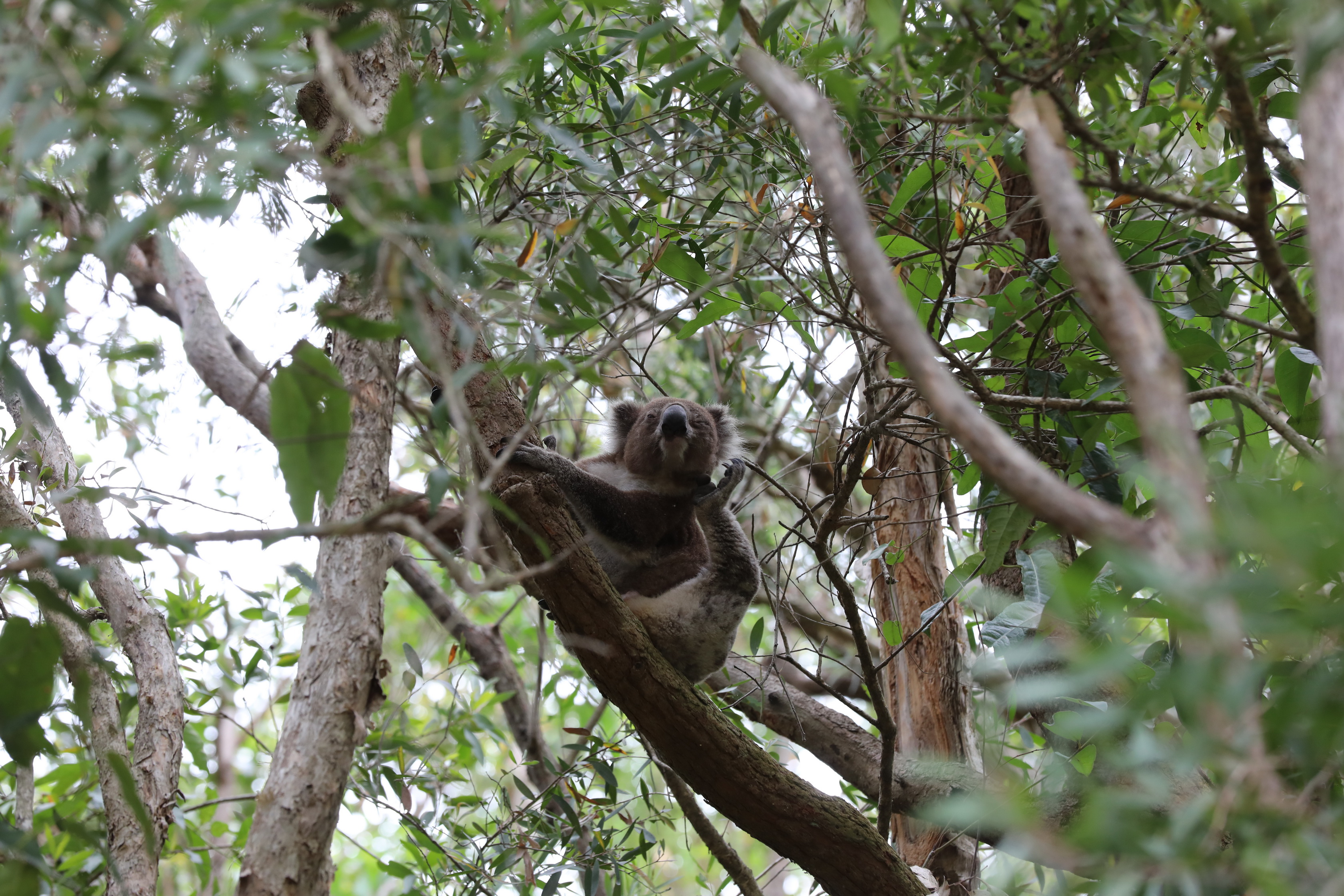 2020 01 06 14 28 36 Canon EOS 5D Mark IV 0012